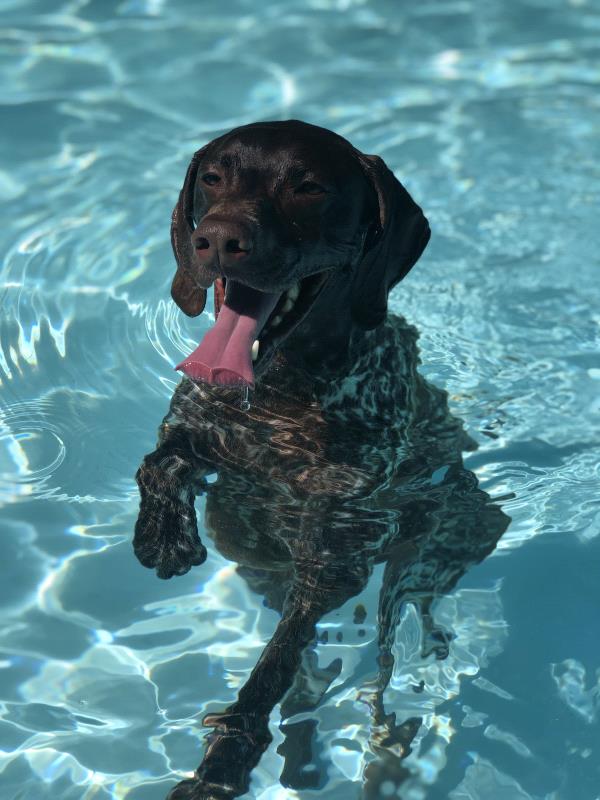 /images/uploads/southeast german shorthaired pointer rescue/segspcalendarcontest2019/entries/11670thumb.jpg